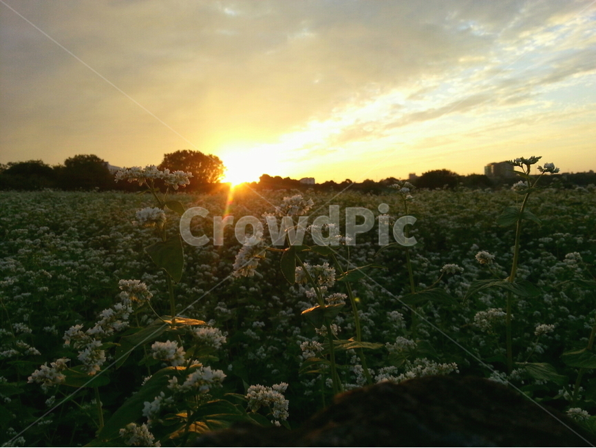 메밀,메밀밭,노을,sunset,buckwheat,field,자연,풍경,nature,landscape,식물,plants,꽃,flower,flare,플레어,light,빛,sunlight,햇빛