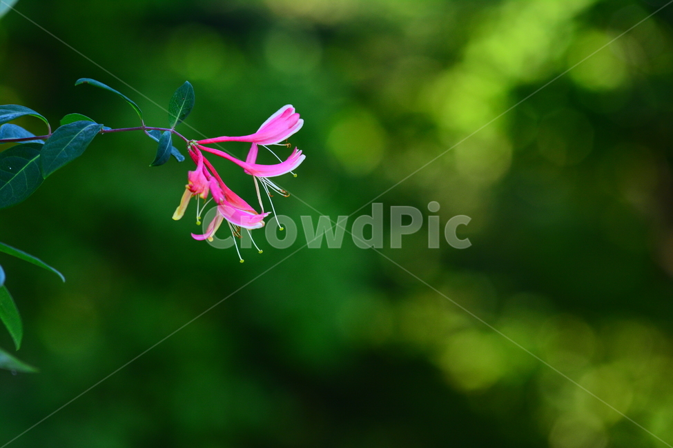 인동꽃,붉은인동,꽃,아름다운,예쁜,원예종,그린,초록,녹색,flowers,beautiful,식물,나무꽃,꽃술,꽃봉오리,잎새,잎사귀,진분홍색,핑크색,보케,빛망울,식물,자연,plants,nature,꽃,flower