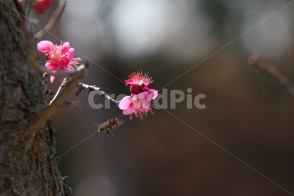 홍매화,꽃,벌,봄꽃,매화,식물,자연,plants,nature,꽃,flower,동물,animal,곤충,벌레,insect,bug