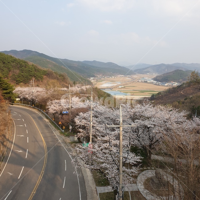 풍경,벚꽃,감성,꽃,나무