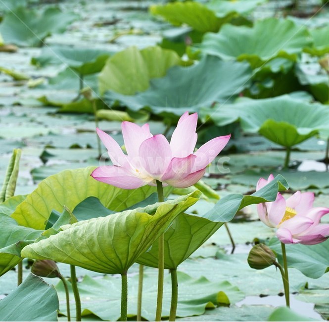 연꽃,plant,식물,blossom,초록,꽃