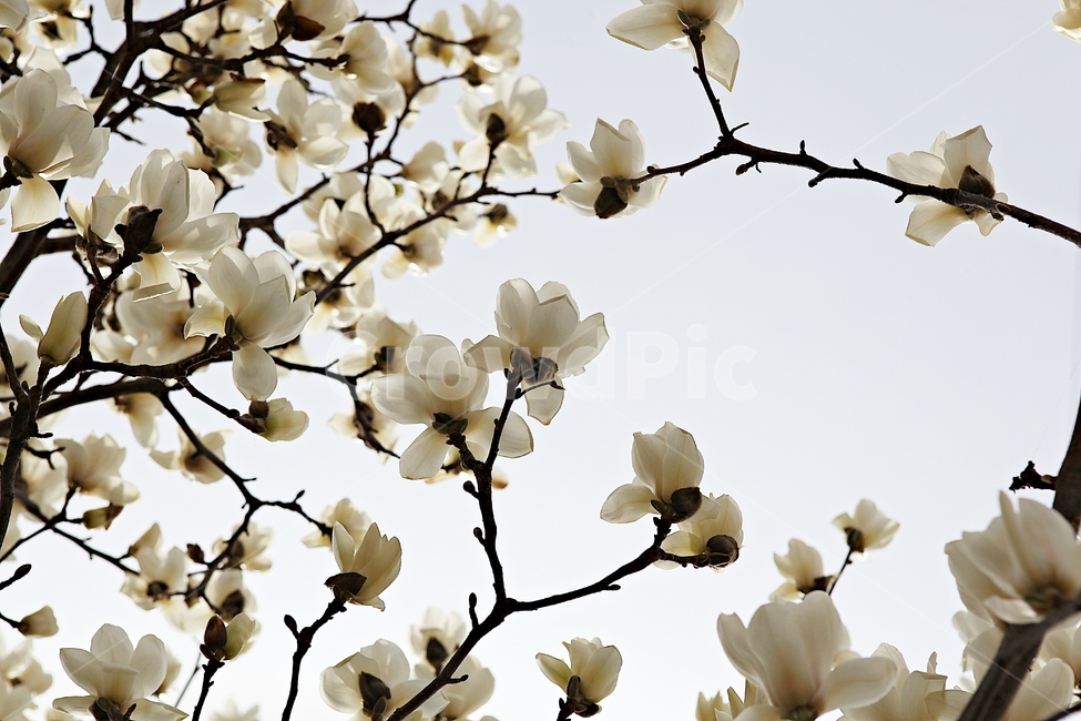 목련,목련꽃,흰목련,봄꽃,꽃,봄,식물,자연,공원,식물,자연,plants,nature,꽃,flower