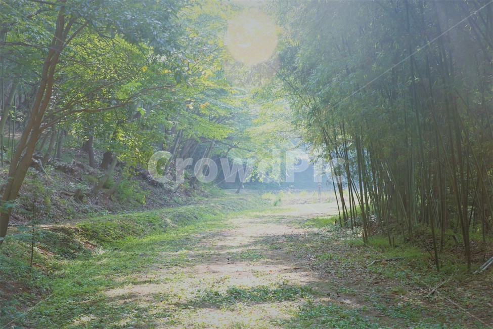 빛,숲,풍경,tree,landscape