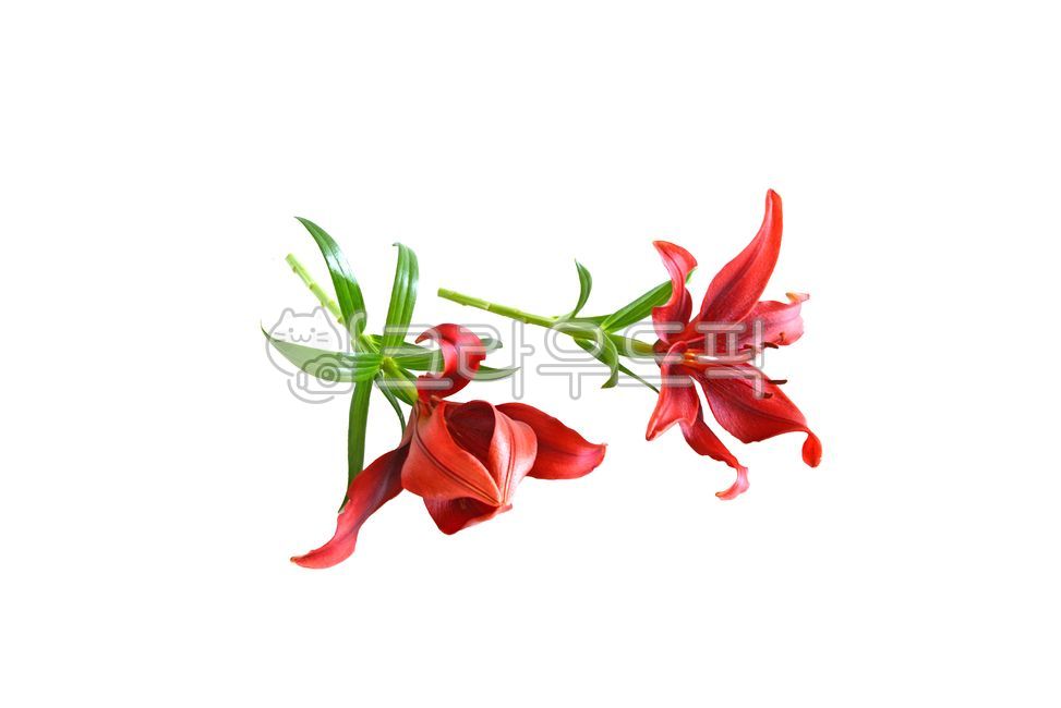 flower,꽃,petal,꽃잎,두송이,백합,붉은백합,빨간꽃,빨간백합