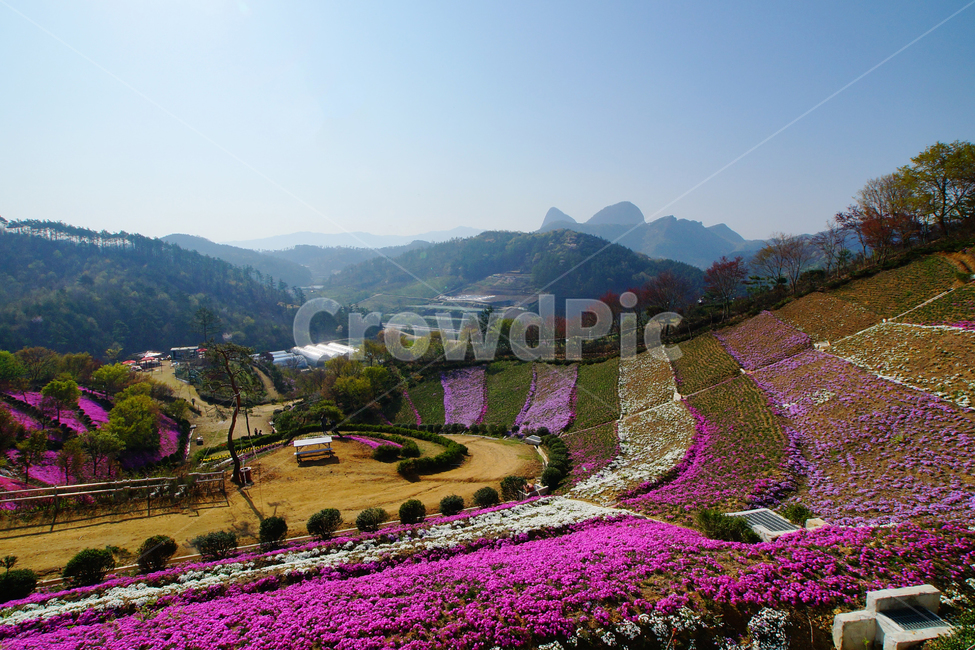 꽃동산,마이산,꽃잔디,봄,풍경,봄,계절,spring,season,자연,풍경,nature,landscape,outdoors,옥외,scenery