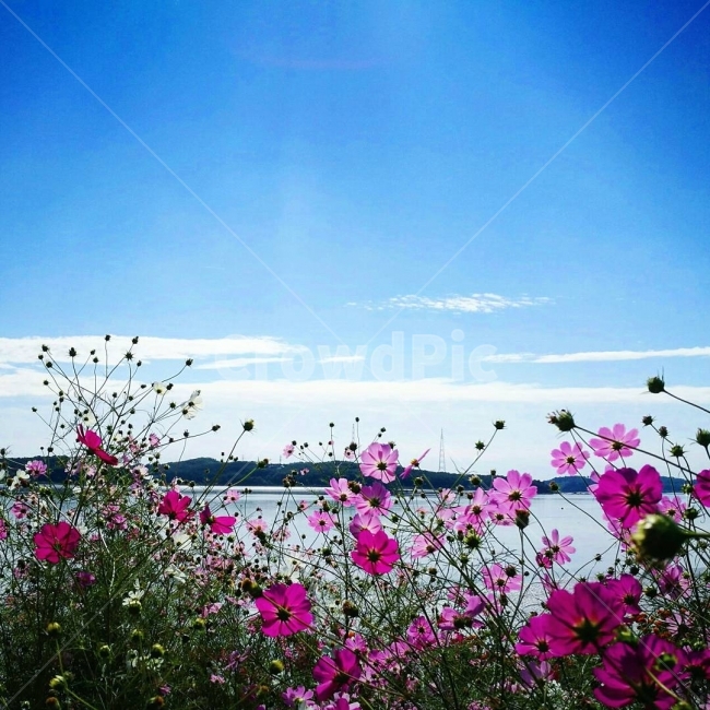 가을,코스모스,바다,풍경,경치,가을,계절,fall,autumn,season,식물,자연,plants,nature,꽃,flower,plant,geranium,제라늄,blossom