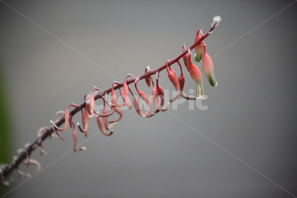자보,자보꽃,꽃,다육식물,gasteriagracilis