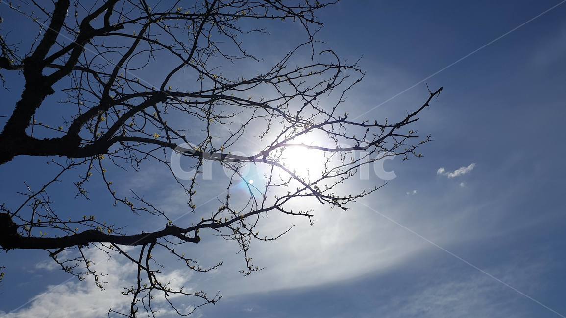 하늘,나무,햇살,해,맑음,맑은,구름,오후,하늘색,푸른,자연,sky,tree,sun,shine,light,rays,clouds,afternoon,blue,nature