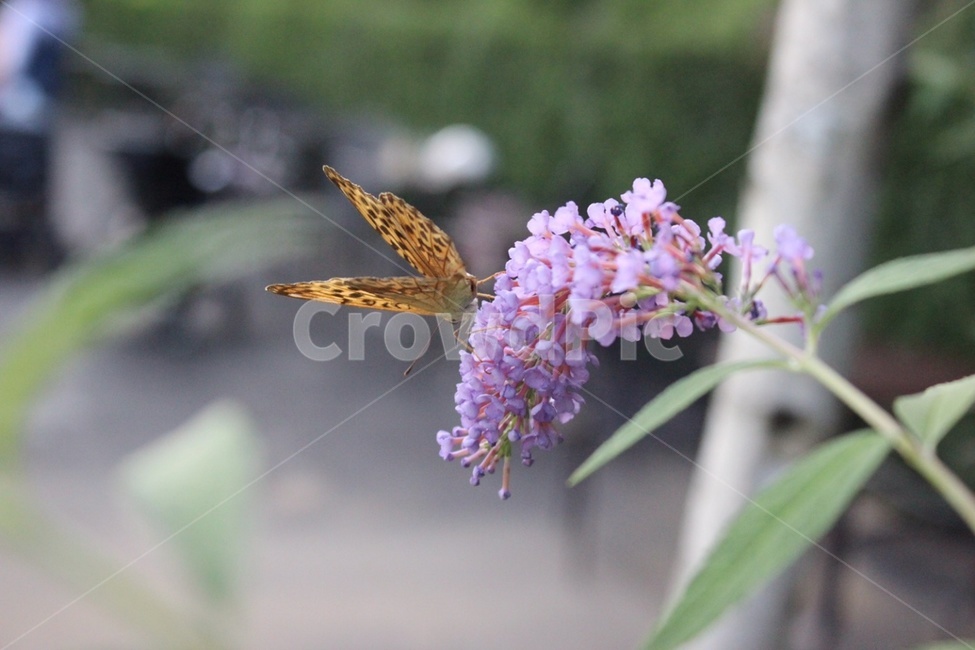 나비,꽃,호랑나비,접사,식물,식물,자연,plants,nature,꽃,flower,동물,animal,곤충,벌레,insect,bug