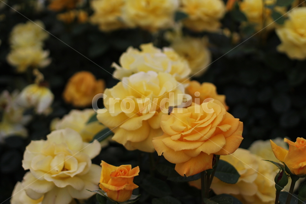 장미,rose,꽃,식물,플라워,flower,축제,향기,꽃향기,봄,계절,spring,season,식물,자연,plants,nature,꽃,flower,plant,blossom