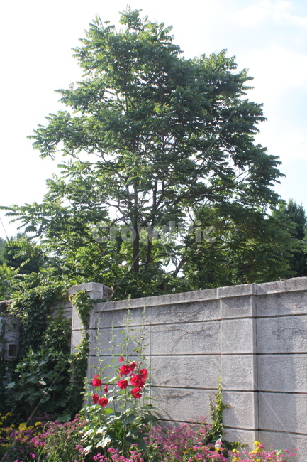 정원,봄,감성사진,꽃밭,큰나무,나팔꽃,빨간꽃,할머니집,마당,garden,flowergarden,bigtree,springflower,식물,자연,plants,nature,꽃,flower,나무,trees,wood