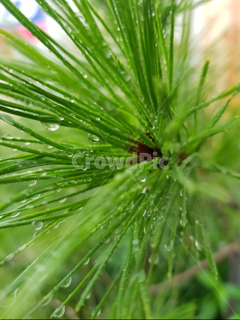 소나무,비,빗물,물,물방울,raindrop,rain,korean red pine,겉씨식물,구과목,상록침엽,water,pinusdensiflora,식물,plant,솔,솔나무,나무,초록색,송,적송,송목,송수,청송,수피,바늘잎,수꽃,종자,묘묙,금송,괸상용,정자목,신목,당산목,식물,자연,plants,nature