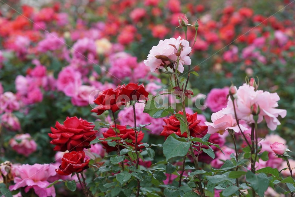 장미,꽃,rose,식물,자연,빨간장미,5월,그린,flower,장미꽃,nature,분홍장미,식물,자연,plants,nature,꽃,flower