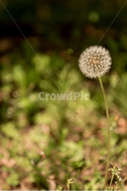꽃,민들레홀씨,꽃사진,flower,민들레,식물,자연,plants,nature,꽃,flower
