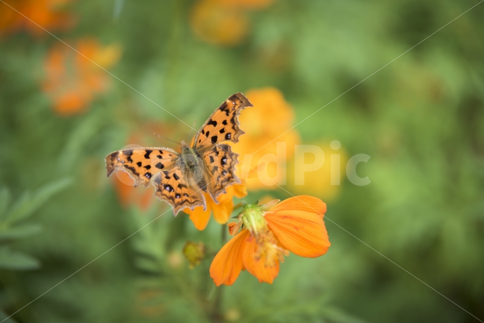꽃,나비,감성,접사,감성사진,풀,나비사진,풀사진,꽃사진,꽃과나비,식물,자연,plants,nature,꽃,flower,동물,animal,곤충,벌레,insect,bug