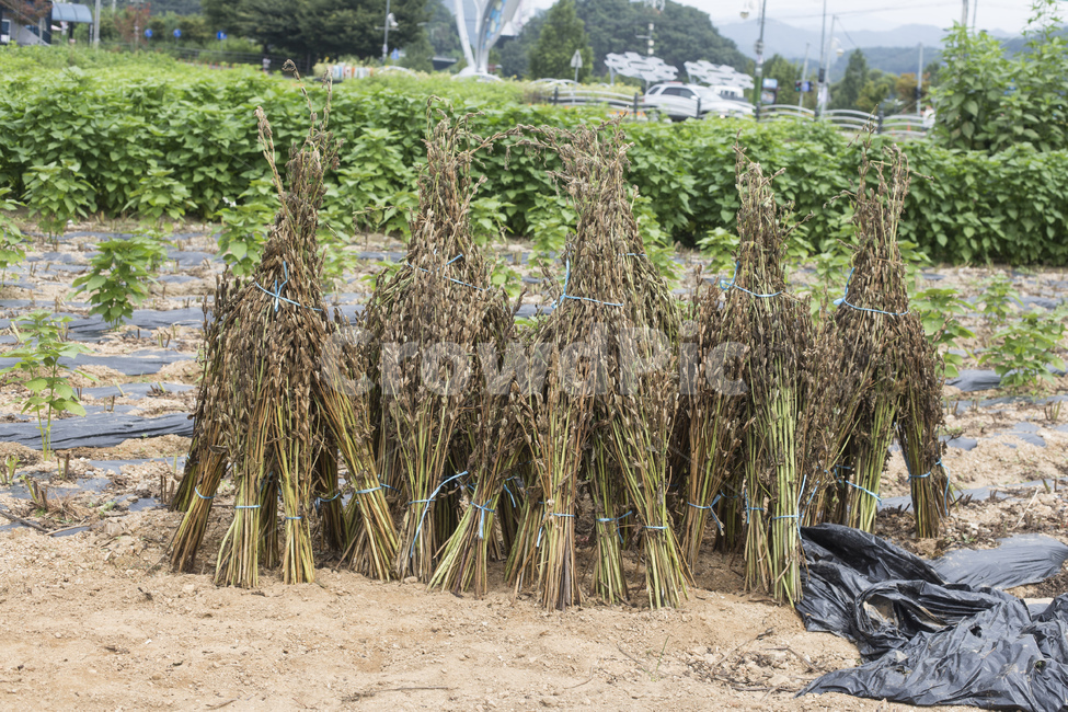 깨,참깨,농사,농작물,농산물,수확,식물,기름,산업,industry,industrial,농업,농사,agriculture,farming,farming industry