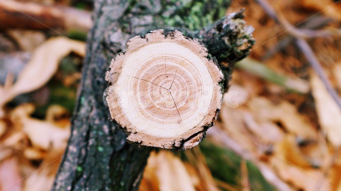 나무,나이테,나무단면,숲,목재,질감,wood,단면,자연