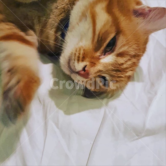 고양이,반려동물,귀여운,클로즈업,얼굴,줄무늬고양이,아깽이,애교,동물,animal,포유류,mammal,고양이,cat,kitten,kitty
