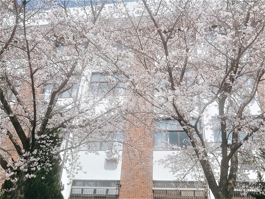 벚꽃,벚나무,옥외,자연,nature,outdoors