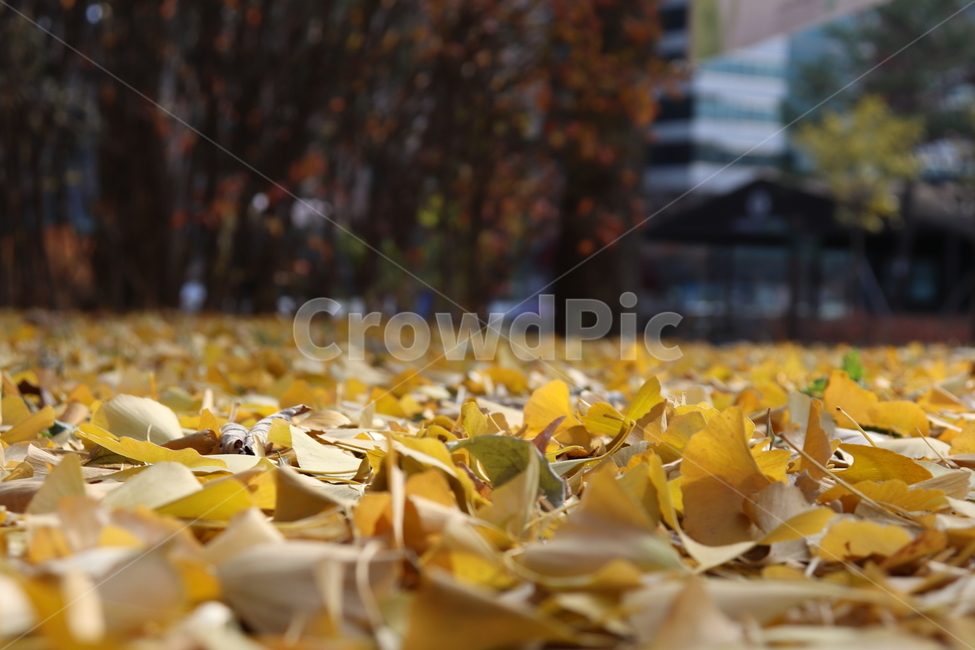 단풍,단풍잎,가을,낙옆,maple,autumn,leaf,잎,plant,식물,ground,바닥,노랑노랑