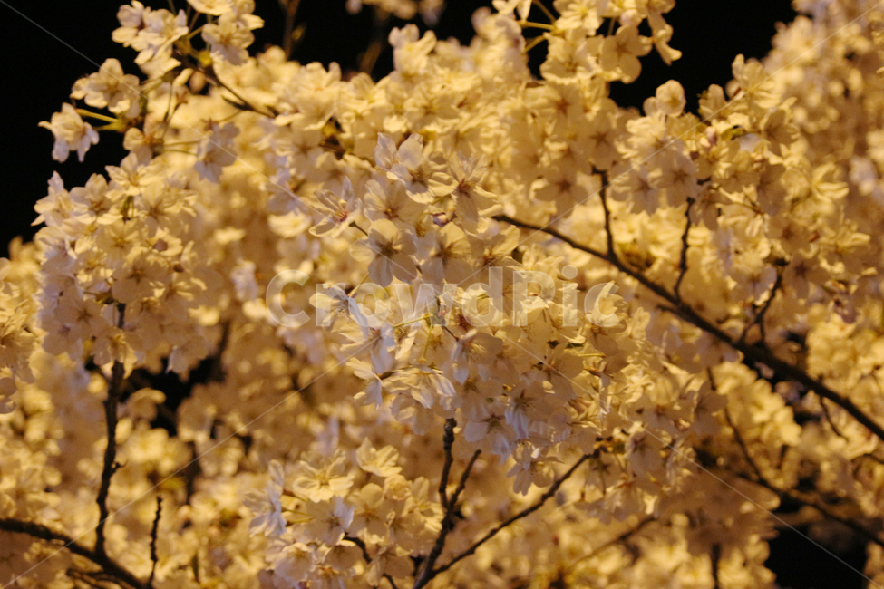 벚꽃,사쿠라,cherryblossom,봄,꽃,봄꽃,자연,봄,계절,spring,season,식물,자연,plants,nature,꽃,flower,plant,blossom,cherry blossom