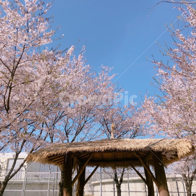 봄,봄꽃,벚꽃,맑은하늘,spring,cherryblossom,sky,cloud,오두막