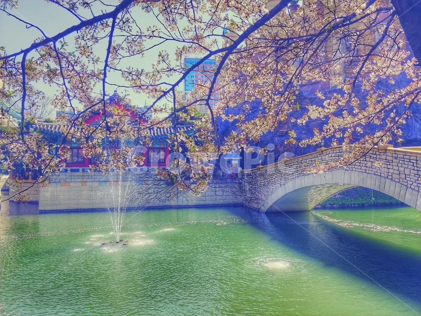 벚꽃,석촌호수벚꽃,잠실벚꽃,석촌호수,봄,따뜻한,봄,계절,spring,season,도시,풍경,city,landscape,한국도시풍경,한국도시경관,korea cityscape,water,물