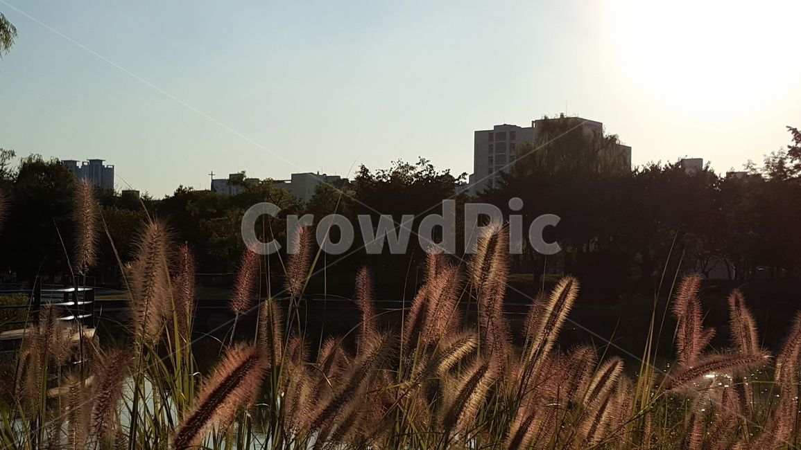 역광,강아지풀,노을,공원,해