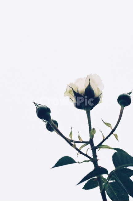 장미,꽃,쓸쓸한,감성,필름,식물,자연,plants,nature,꽃,flower