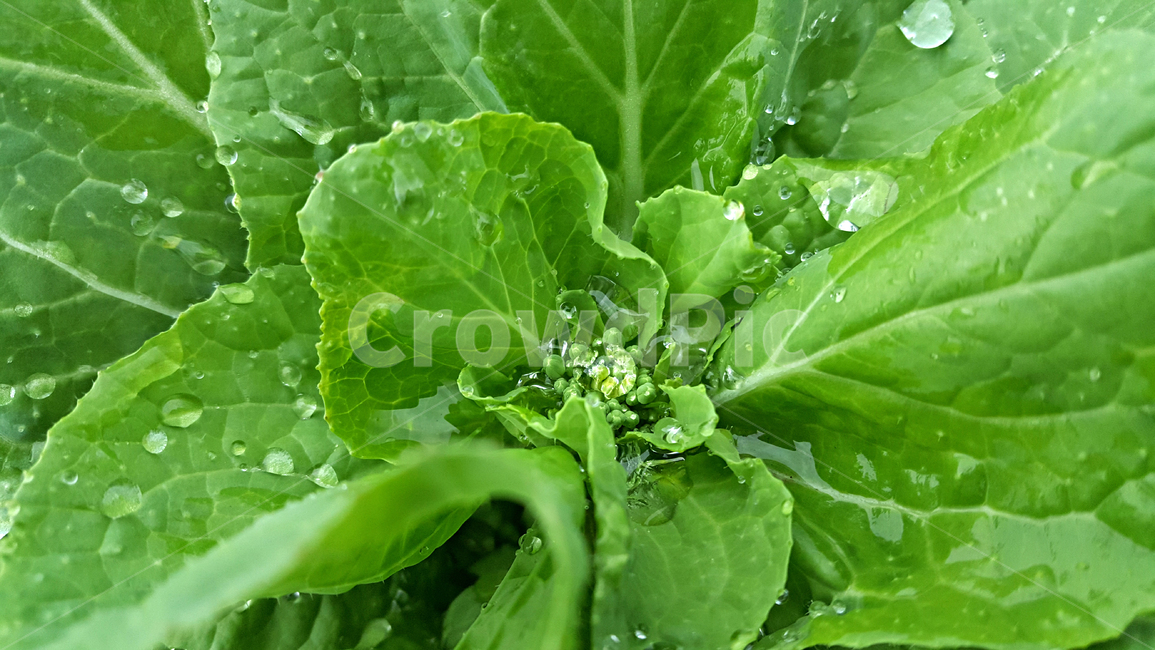 봄동,빗방울,물방울,채소,야채,plant,식물