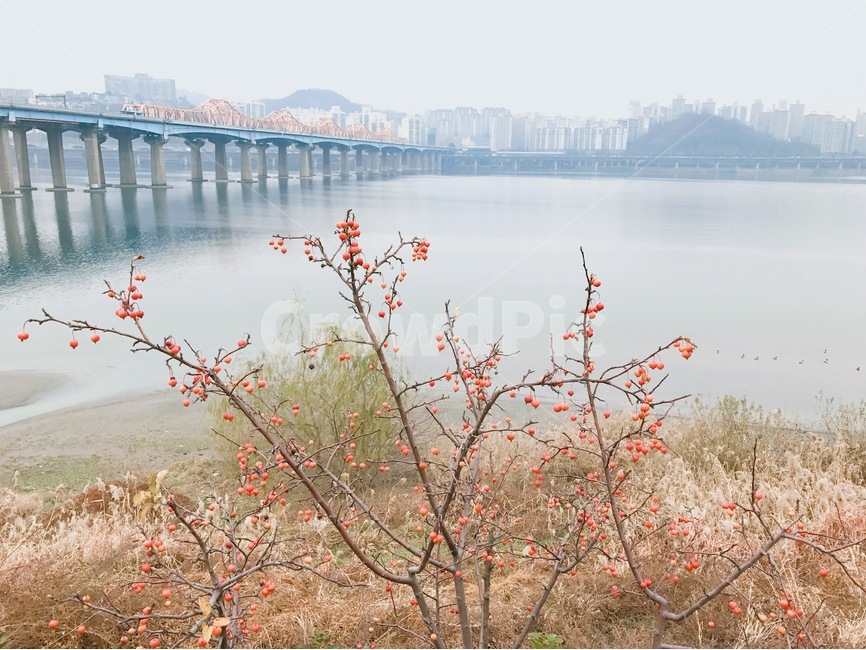 하늘,강,한강,열매,풀,도시,풍경,city,landscape,한국도시풍경,한국도시경관,korea cityscape,식물,자연,plants,nature,과일,열매,fruit