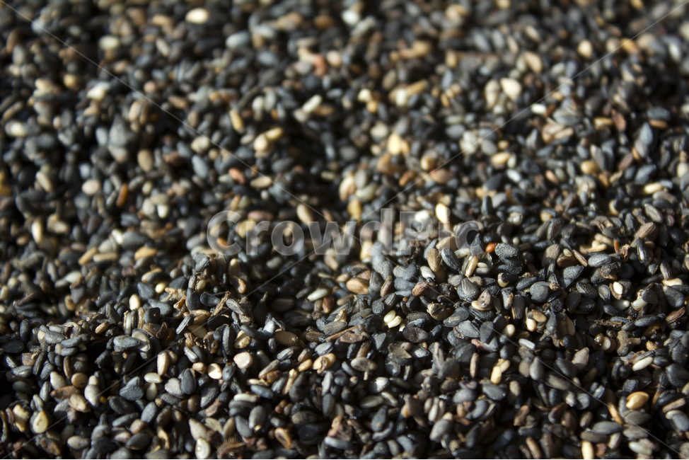 closeup,dry,dummy,food,grain,macro,meal,natural,nature,organic,plant,seed,seeds,sesame,sesameseed,sesameseeds,깨,참깨,곡식,곡류,음식,음식재료,식재료,식물,씨앗,씨,말린,말리는,건조,자연,클로즈업,깨소금,농작물,농촌,농사,검정,블랙,검은색,black,검은깨,아웃포커스,포커스아웃,블러,곡류,곡식,cereals
