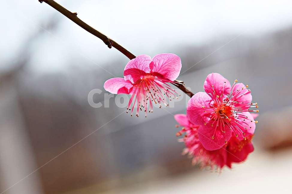 홍매화,매화,꽃,봄꽃,붉은꽃,식물,자연,봄,봄,계절,spring,season