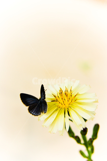 꽃,나비,꽃과나비,봄꽃,봄,식물,자연,plants,nature,꽃,flower,동물,animal,곤충,벌레,insect,bug