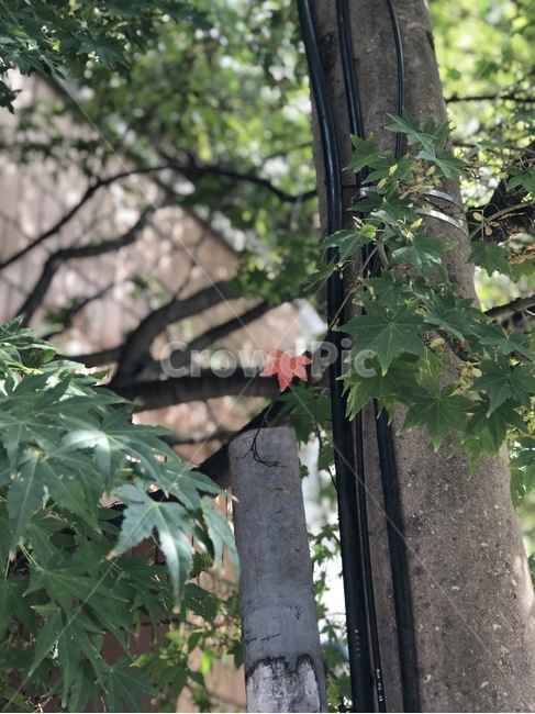 plant,식물,leaf,잎,tree,나무,단풍잎
