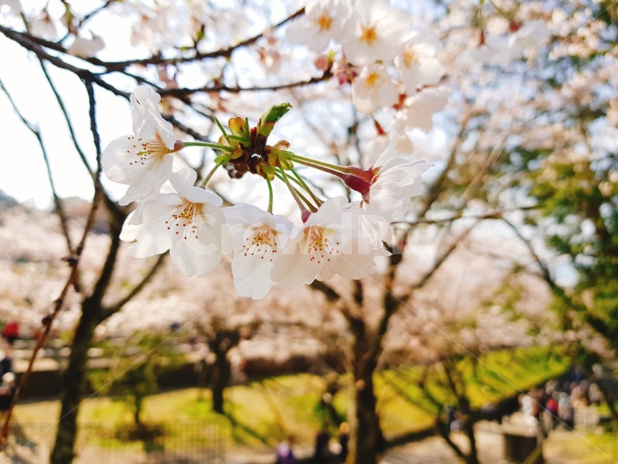 벚꽃,꽃,봄,생기,따뜻한,햇빛,햇볕,하얀,잔디