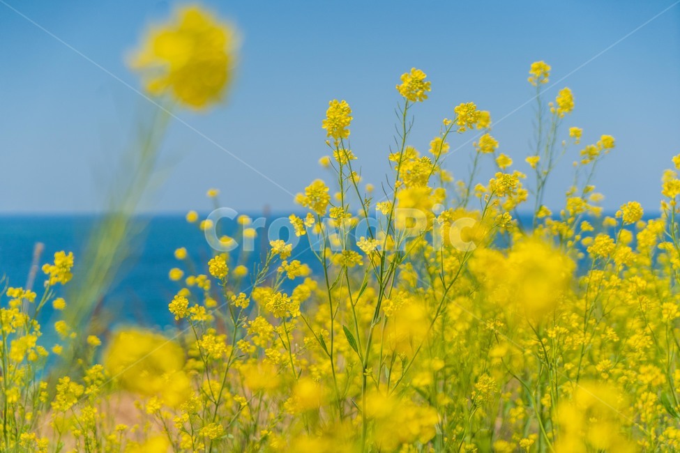 제주,유채꽃,봄,바다,하늘,파란하늘,푸른바다,노란꽃,맑은날씨,field,들,grassland,outdoors,옥외,spring