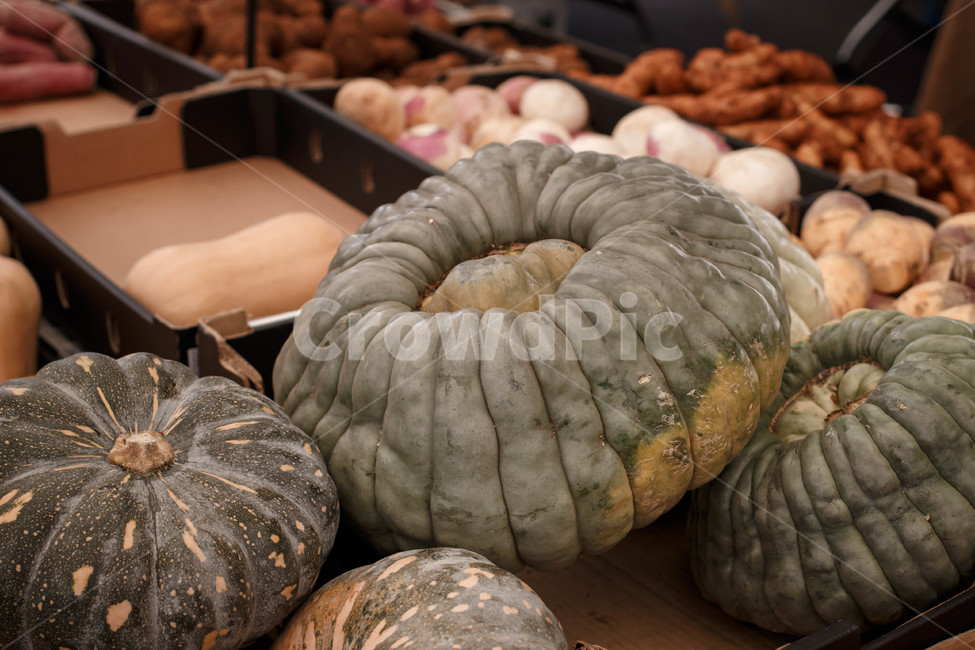 호박,농작물,야채,채소,시장,농산물,vegetable,harvest,eco,친환경,채소,야채,vegetables