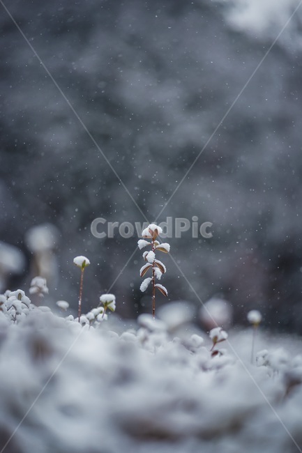 nature,자연,snow,눈,plant,bokeh,보케,배경흐림,아웃포커싱,겨울,계절,winter,season