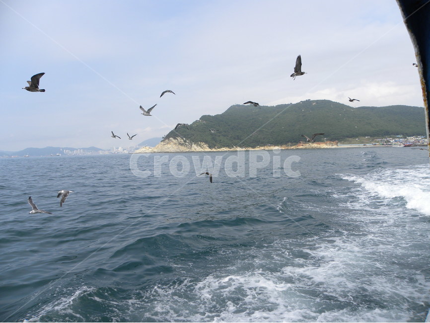 갈매기,바다,섬,바다풍경,유람선,seagull,sea,island,cruiseship,seapictures,자연,풍경,nature,landscape,동물,animal,조류,새,birds,bird,water,물,ocean,대양,outdoors,옥외,leisure activities,레저 활동,adventure,모험