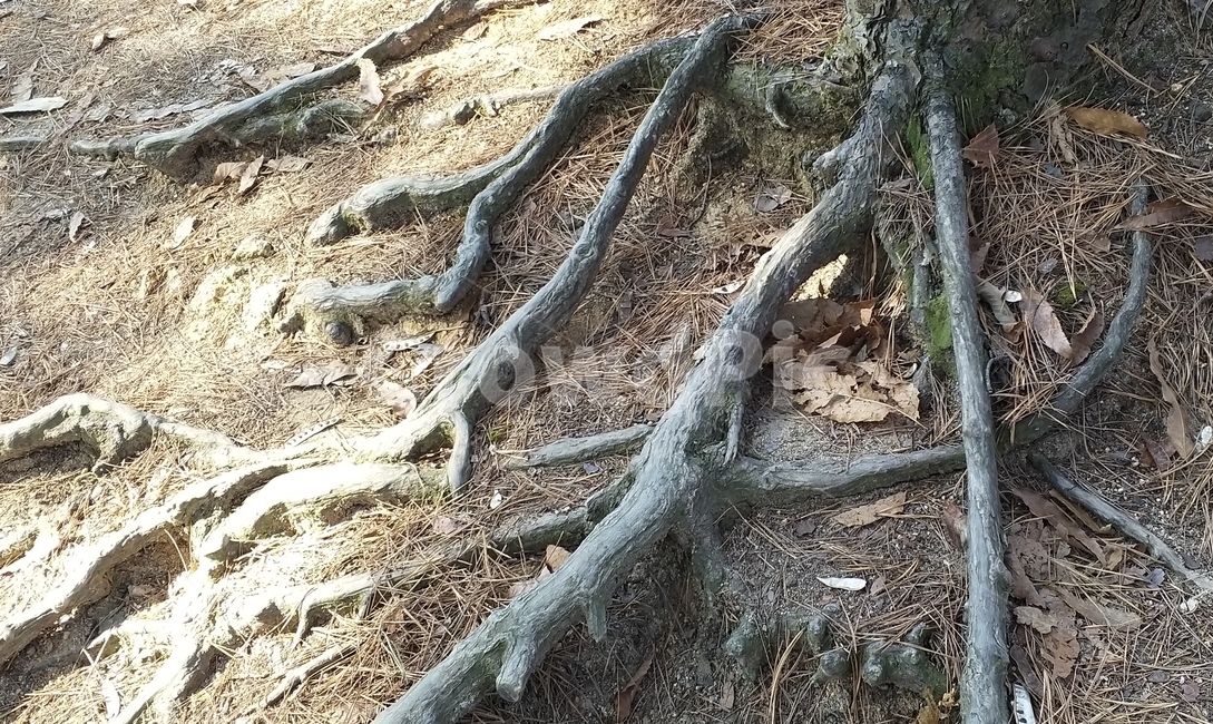 산,등산,자연,동산,뒤동산,등산로,root,뿌리,plant,식물,생명력,나무뿌리