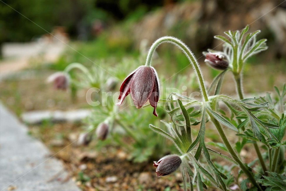 할미꽃,솜털,봄,봄꽃,자연,식물,꽃,plant,암술,수술,Pulsatillakoreana,한국특산,백두옹,독초,강장제,화왕계,여러해살이풀,미나리아재비과,쌍떡잎식물,흰털,할머니머리카락,흰머리,노인,꼬부랑,한방약재,할머니