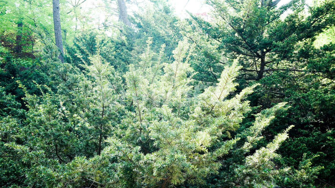 소나무,나무,초록,정원,자연,풀,빛,잎,tree,green,garden,nature,grass,light,leaf,pine,자연,풍경,nature,landscape,plant,식물,conifer,구과 식물,fir,전나무,spruce,가문비