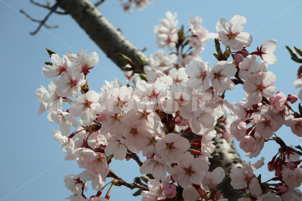 벚꽃,봄,꽃,cherryblossom,식물,plant