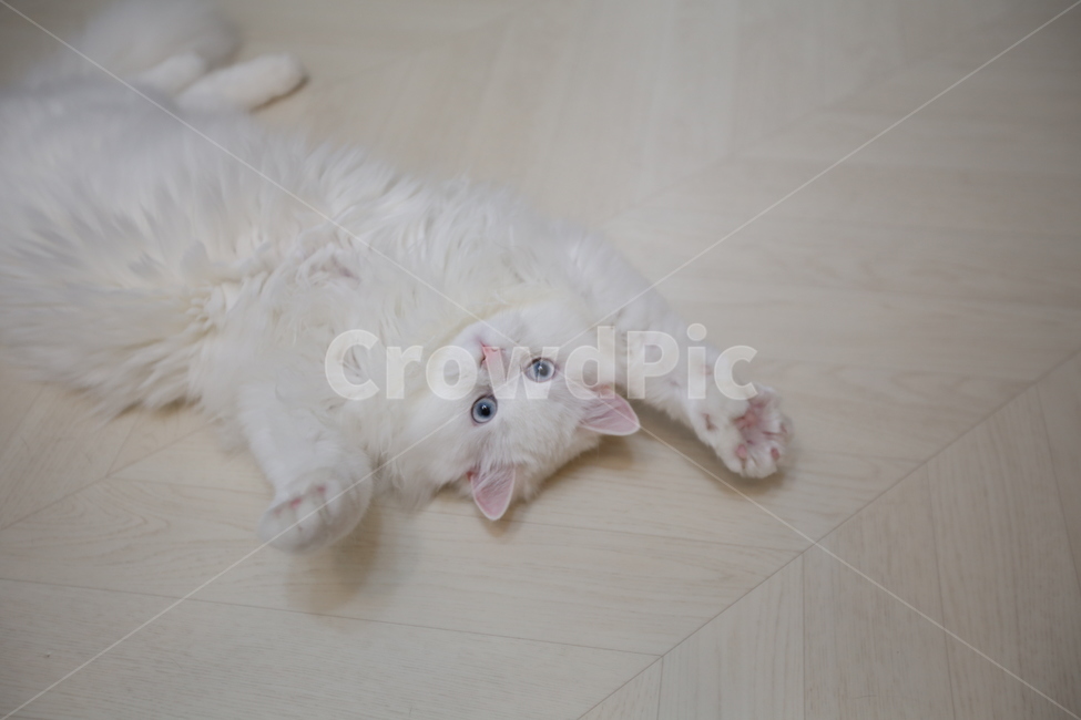 고양이,흰색고양이,반려묘,먼치킨,아기고양이,동물,animal,포유류,mammal,고양이,cat,kitten,kitty