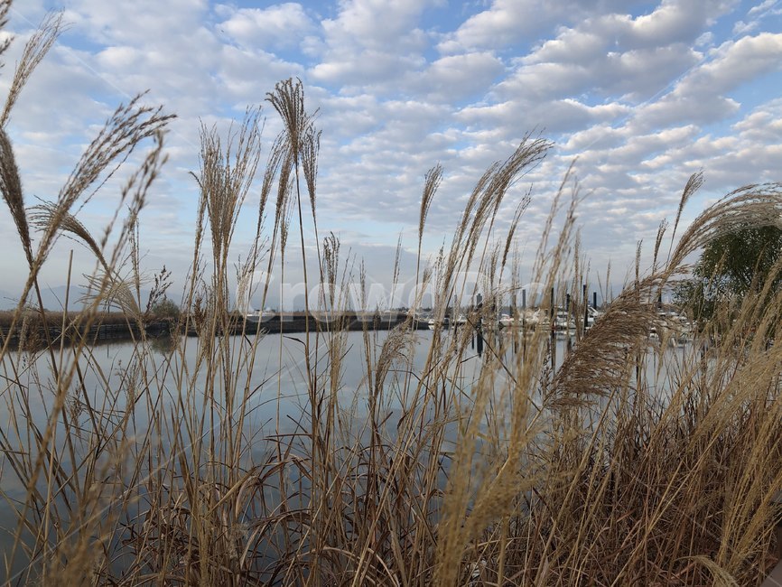 grass,plant,식물,lawn,잔디,가을,하늘,가을하늘,sky,감성사진,autumn