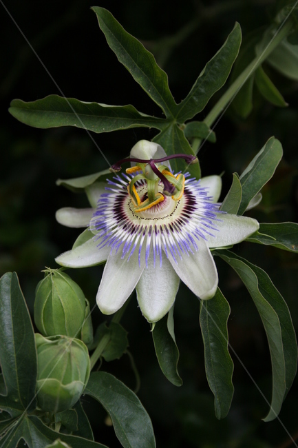 plant,식물,blossom,꽃,flower,acanthaceae,잔잔과,자연,배경