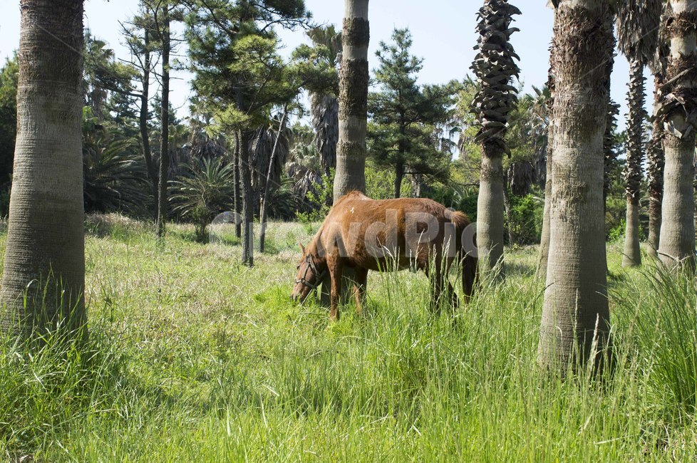 말,제주마,초식,풀,야자수,horse,jejuhorse,tree,bright,나무,animal,동물,초원