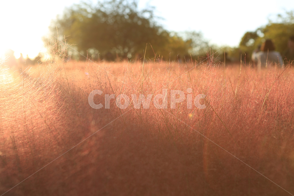 핑크뮬리,하늘공원,핑크,역광사진,pinkmuhlygrass,backlight,가을,계절,fall,autumn,season,식물,자연,plants,nature,outdoors,옥외,grassland,목초지,field,들,savanna,대초원