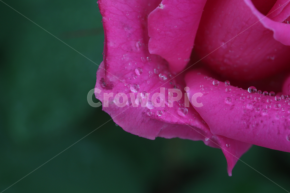 꽃,장미,빗방울,flower,rose,raindrop,식물,자연,plants,nature,꽃,flower